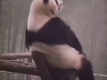 panda